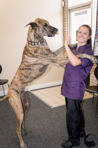 Great Dane 