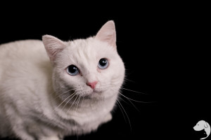 white cat